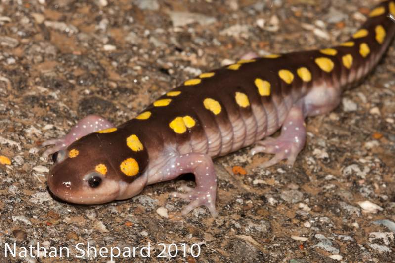 Ambystoma maculatum, WV.