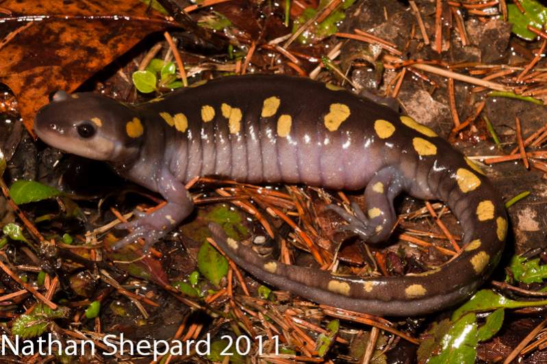 Ambystoma maculatum, WV.