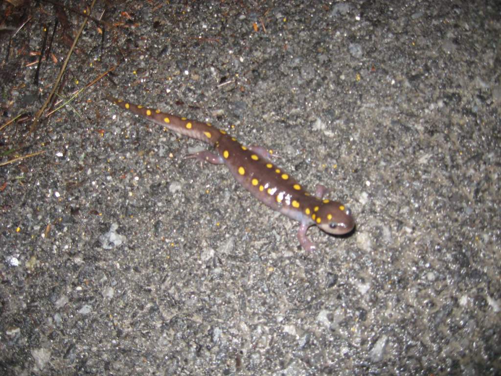 Ambystoma maculatum