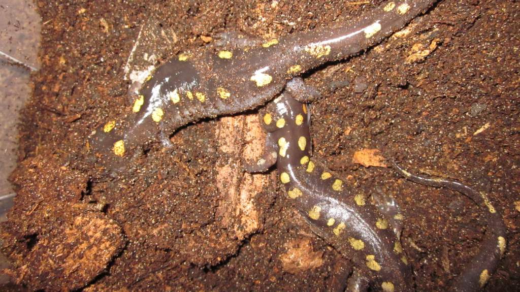 Ambystoma maculatum