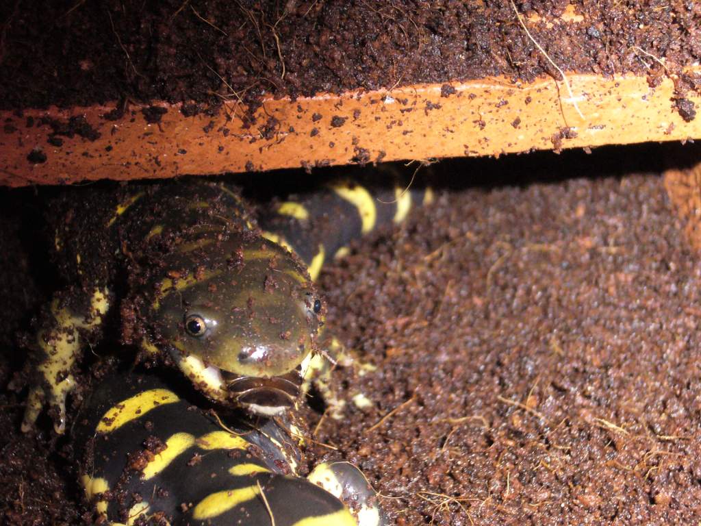 Ambystoma mavortium eating cockroach
