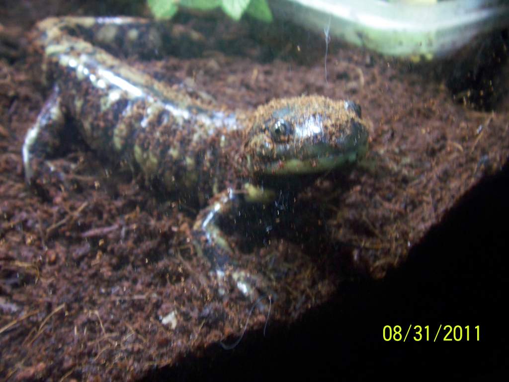 Ambystoma mavortium