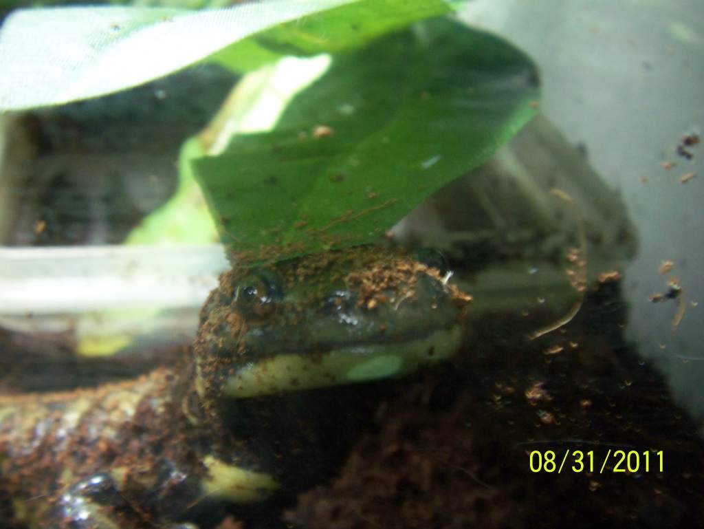 Ambystoma mavortium