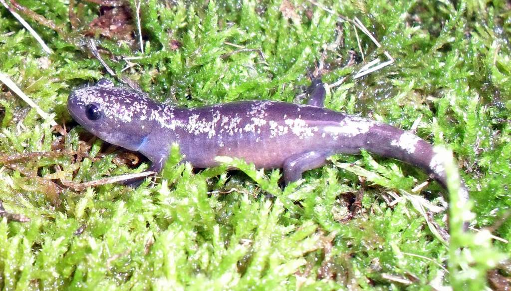 Ambystoma opacum 1