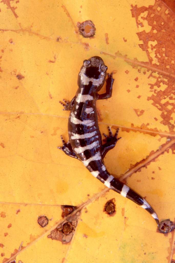 Ambystoma opacum from southern Illinois