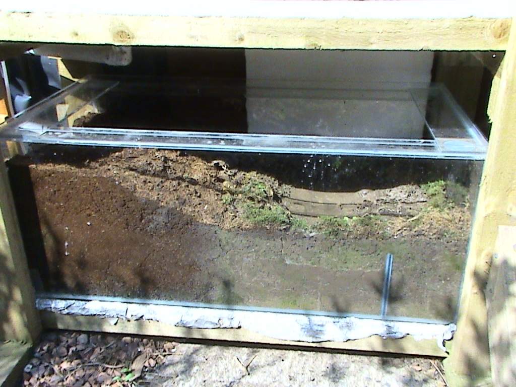Ambystoma opacum tank.  50% coconut fibre, 50% clay dug up from my garden.