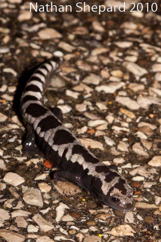 Ambystoma opacum, WV.