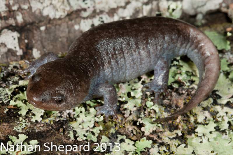 Ambystoma talpoideum