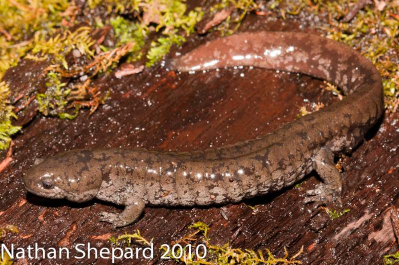 Ambystoma texanum, WV.