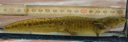 ambystoma tigrinum CB11