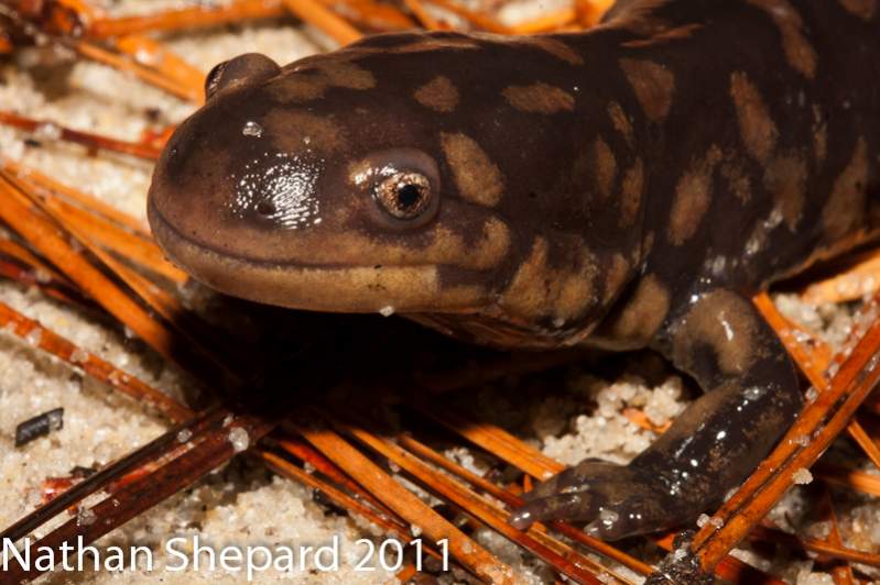 Ambystoma tigrinum, NC.