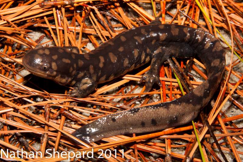 Ambystoma tigrinum, NC.