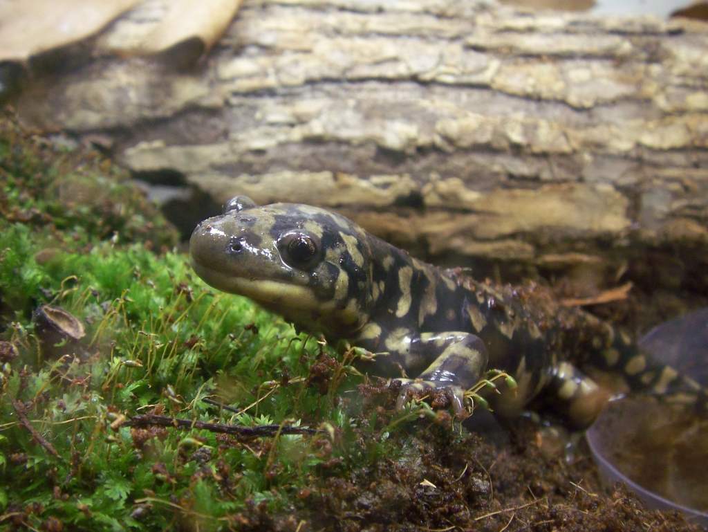 Ambystoma tigrinum
