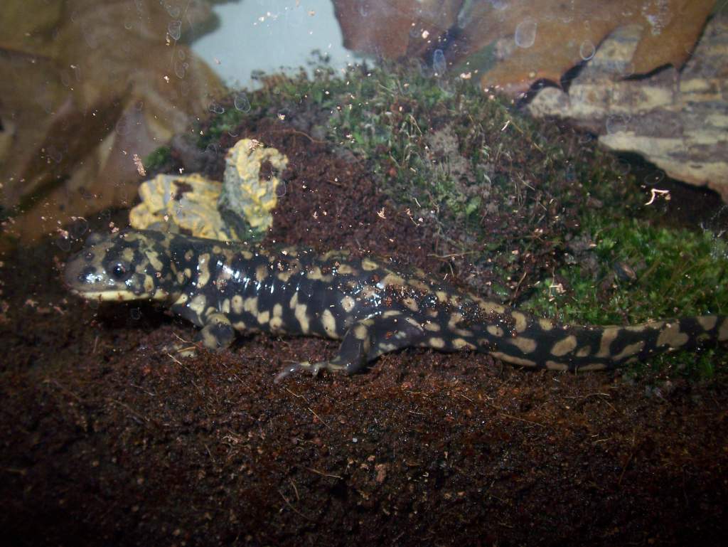 Ambystoma tigrinum