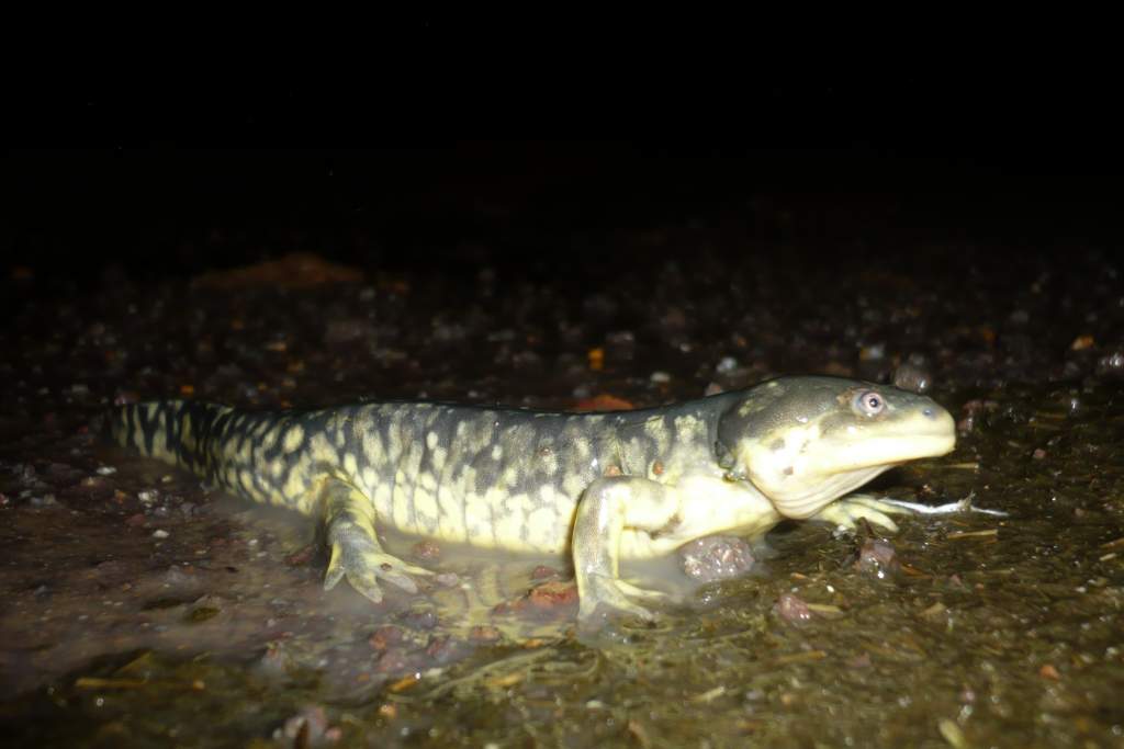 Ambystoma velasci in Meza Montoro, Aguascalientes.