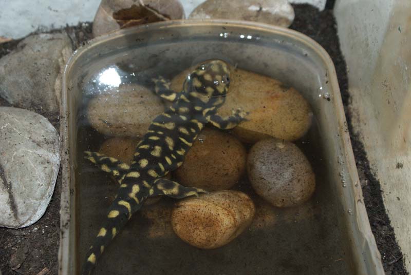 ambystoma