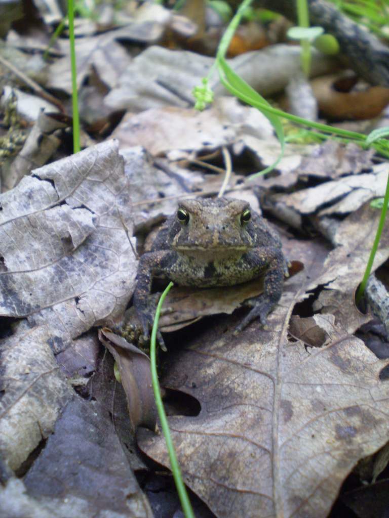 American toad: central Indiana