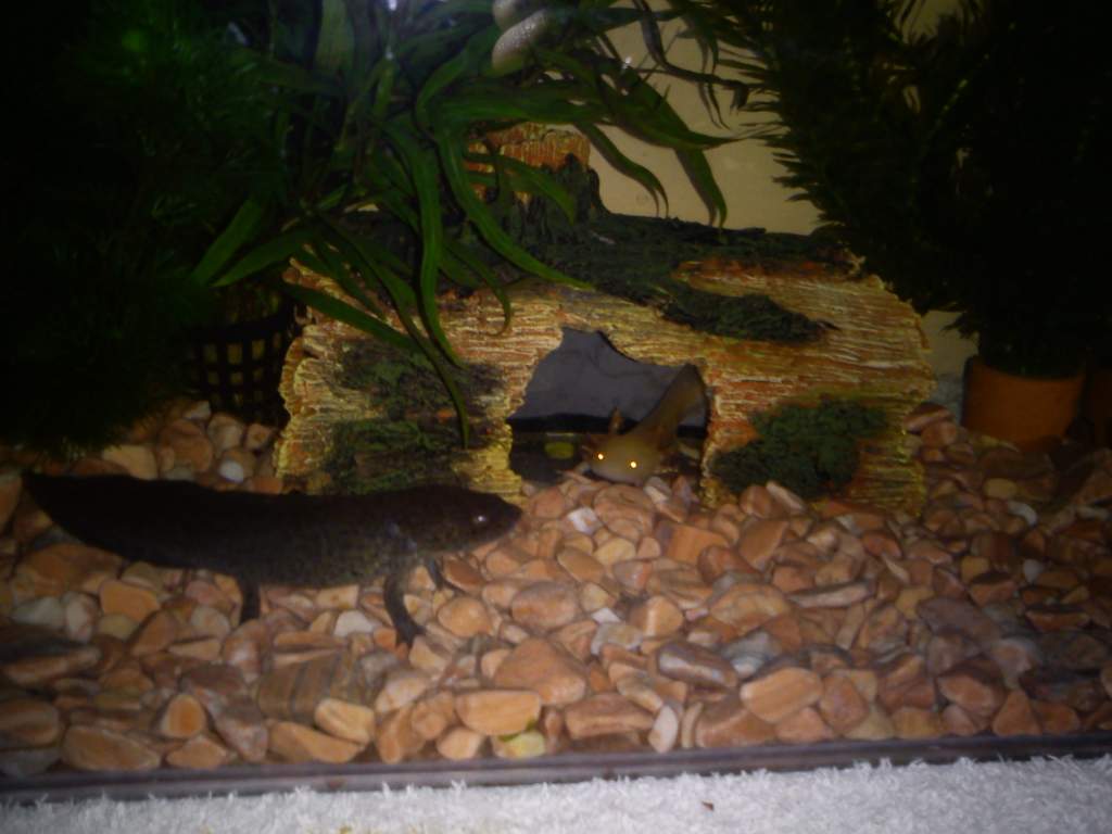 Amigo and Lindo