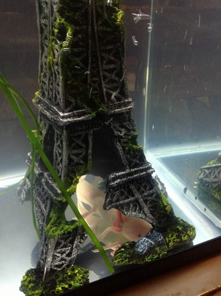 Amigo does Paris
