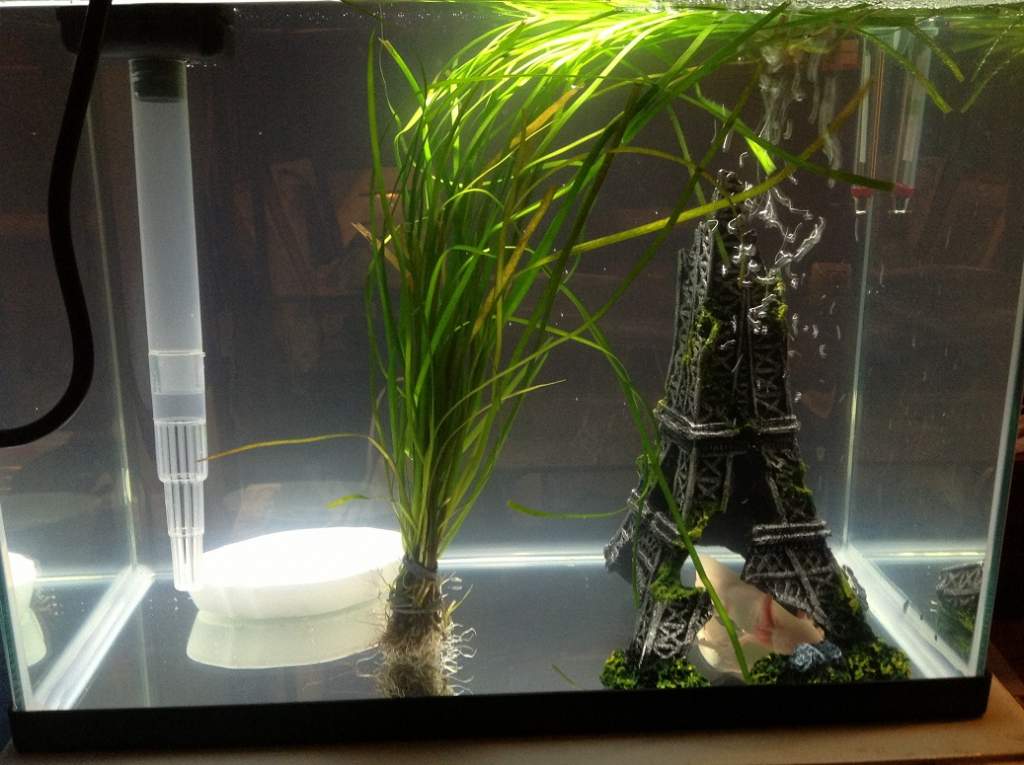 Amigo's tank