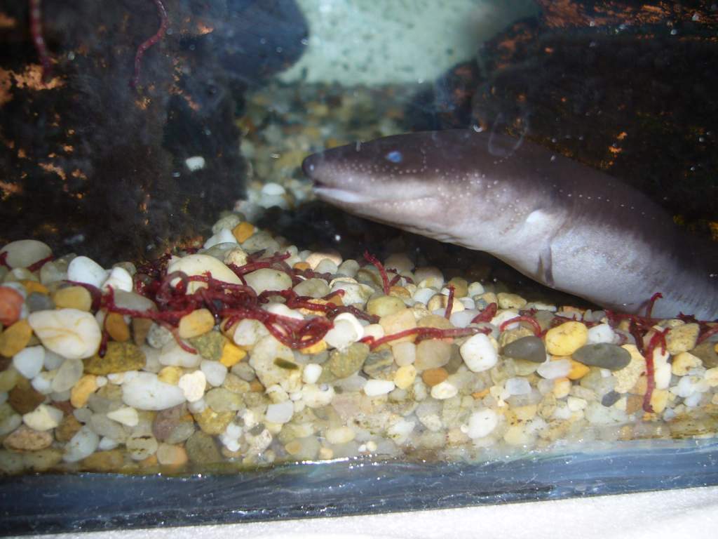 Amphiuma means eating bloodworms