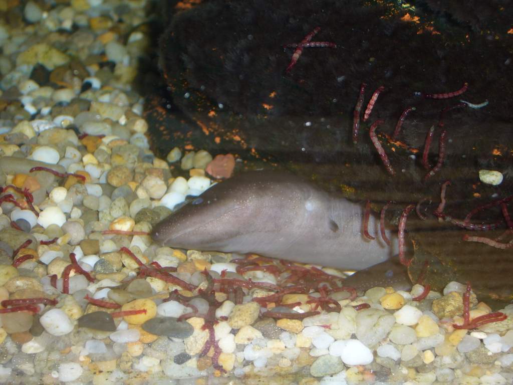 Amphiuma means, the other female