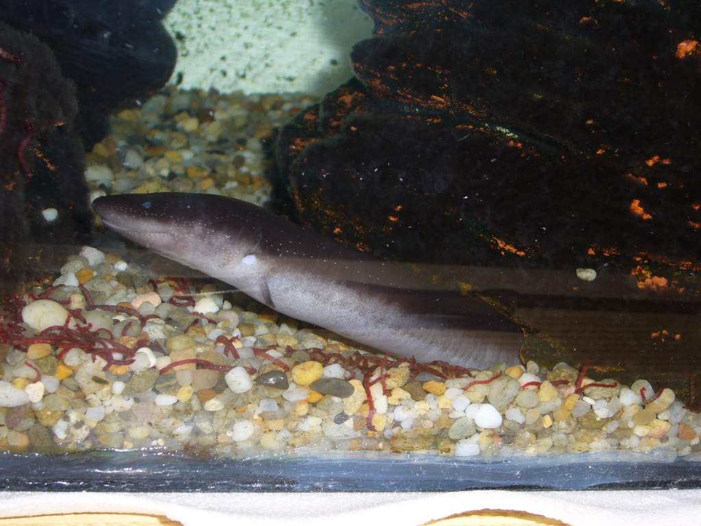 Amphiuma means, the other female