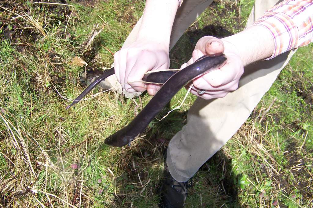 Amphiuma means