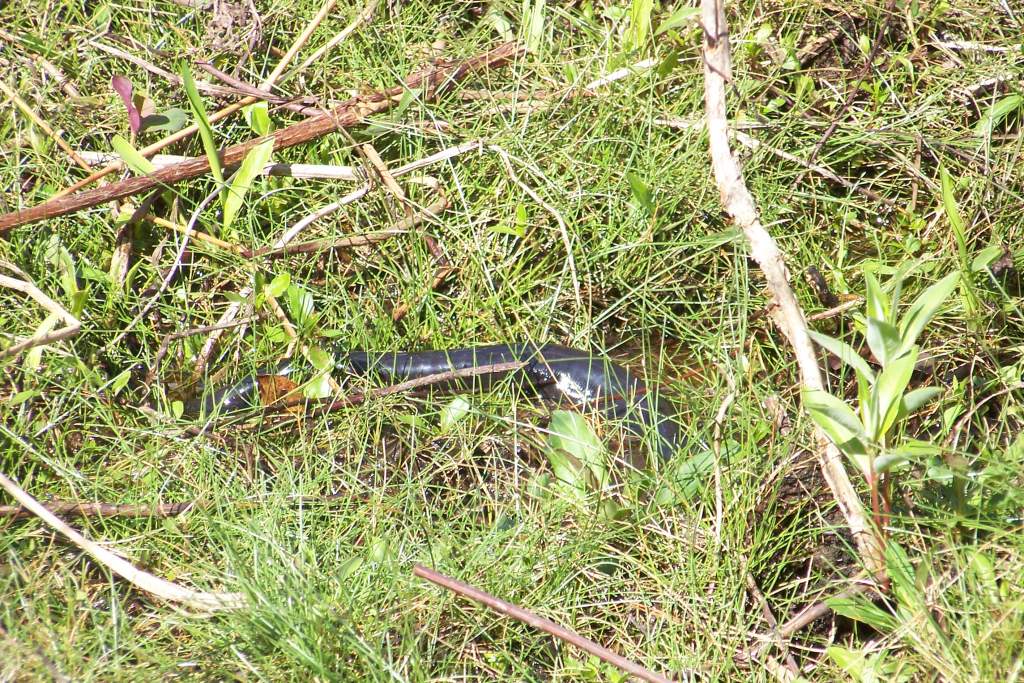 Amphiuma