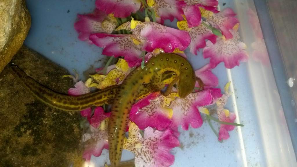 Amplexus.