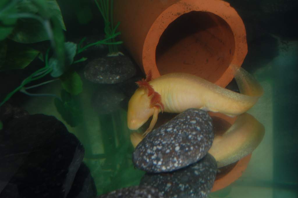 An action shot of the pounce onto some long dead bloodworms!