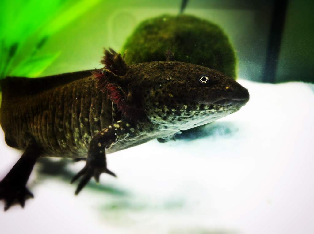 An edited picture of my new friend :)