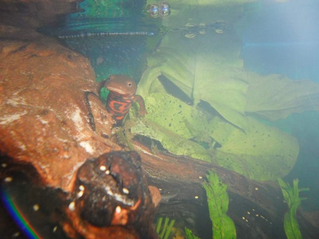 An excellent picture of my unsightly nerite eggs...