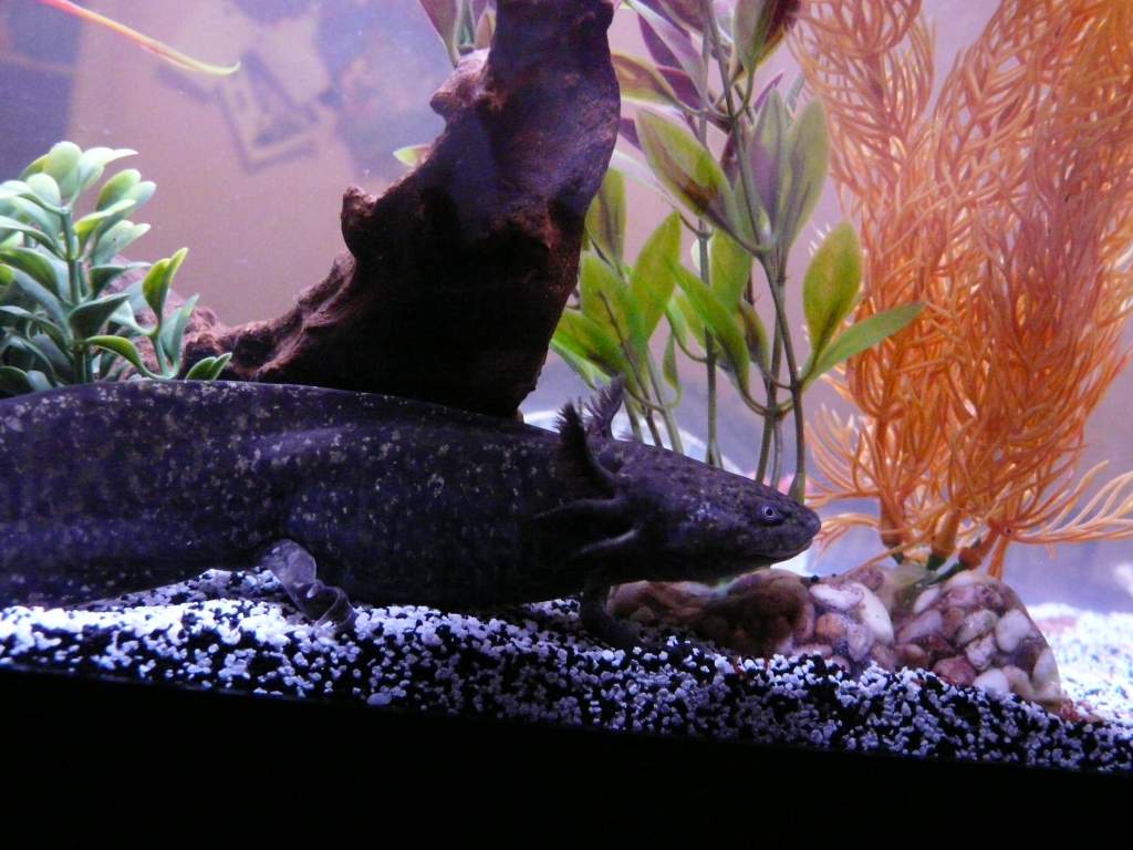 An old one from their 20 gal tank