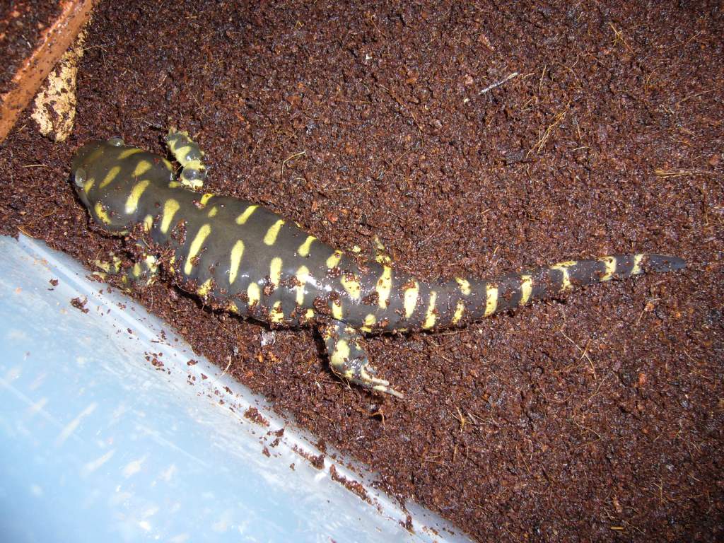 An other female Ambystoma mavortium (CB 2010)