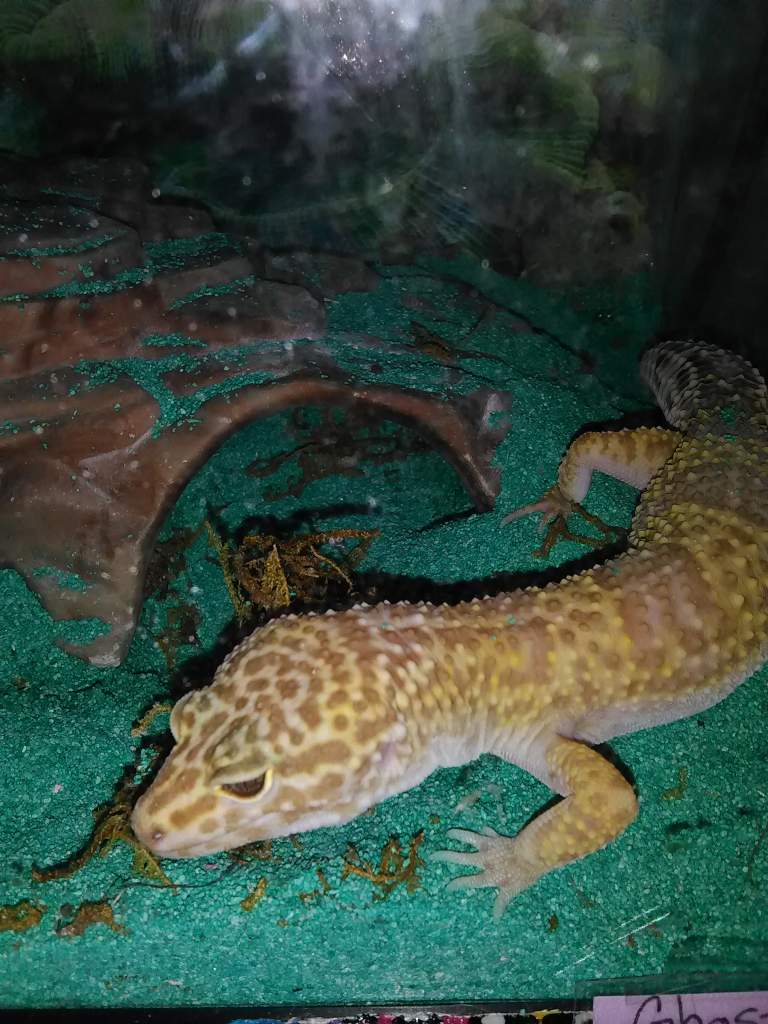 An updated photo of Ghost.