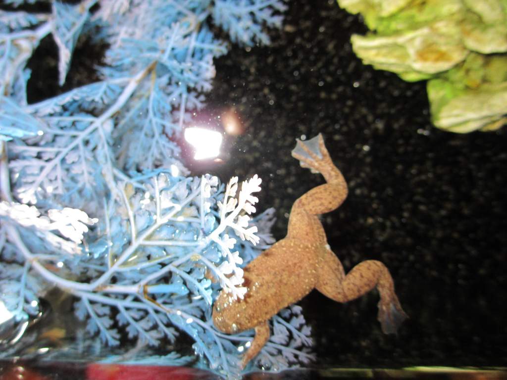 and sometimes he noms on the plant....it's plastic you dimwit! XD