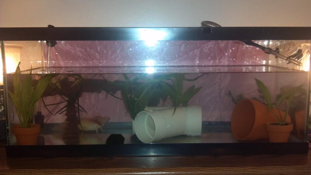And the whole tank finally done!  Live plants, another hide, canister filter with spray bar, moss ball... and one stalker axolotl   ;)
