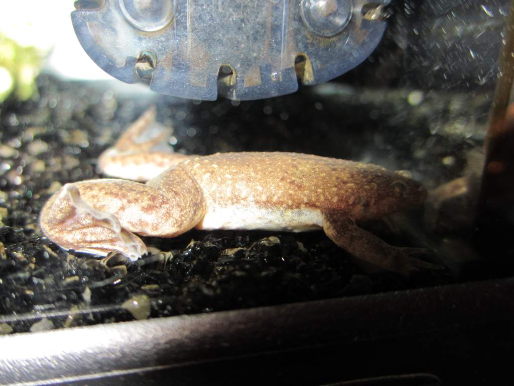and this is why i love my new camera....i've never seen my frog in that much detail....not even in real life (then again i can't zoom in  in real life