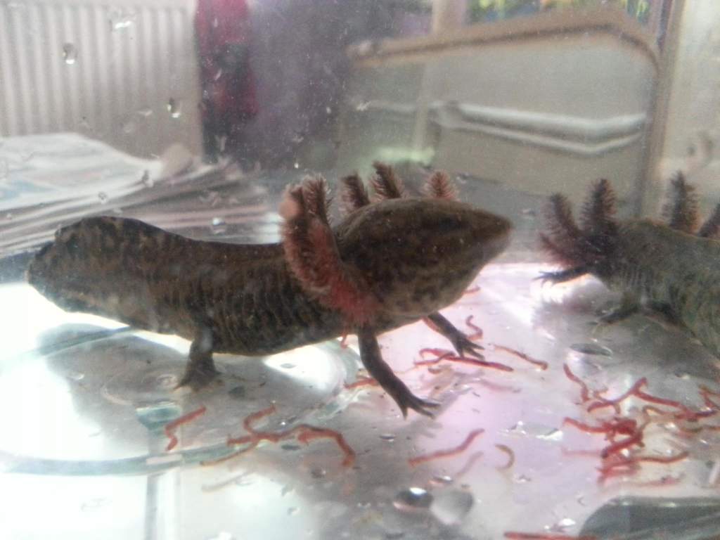 Andersoni Feeding Time