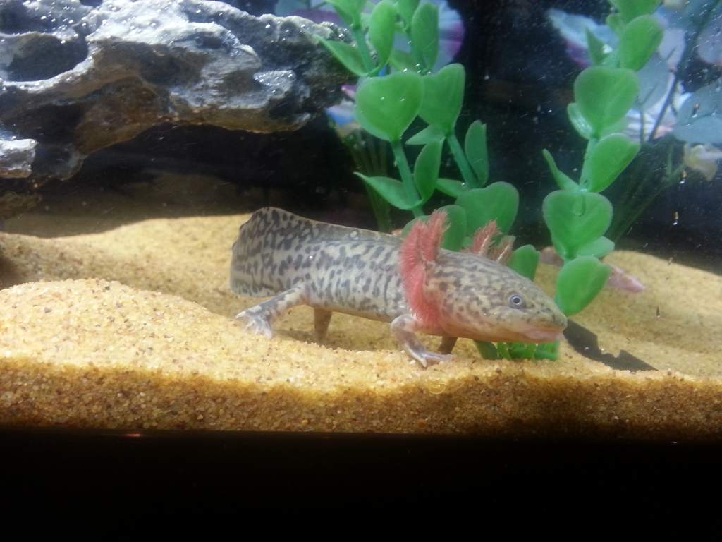 Andersoni female :)