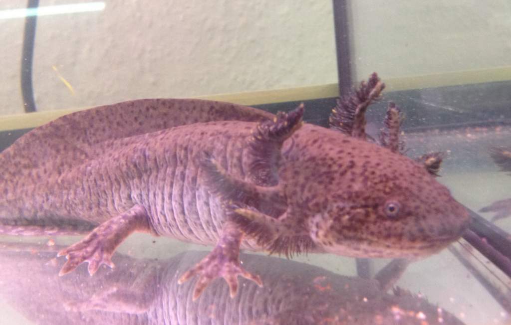 Andersoni June 2012