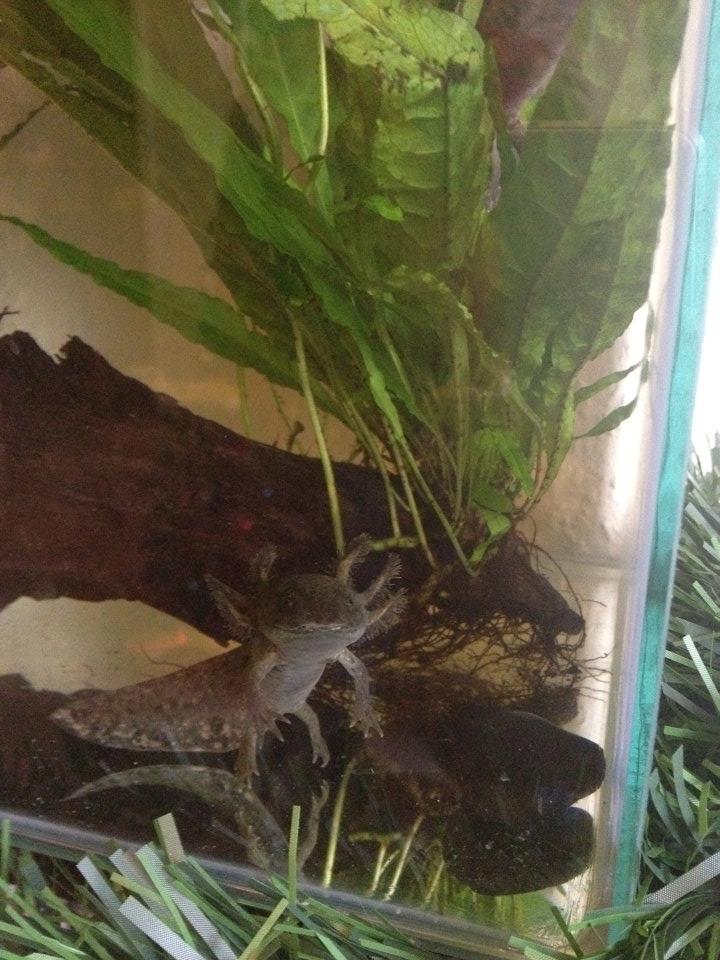 Andersoni sit up on their hind legs a lot