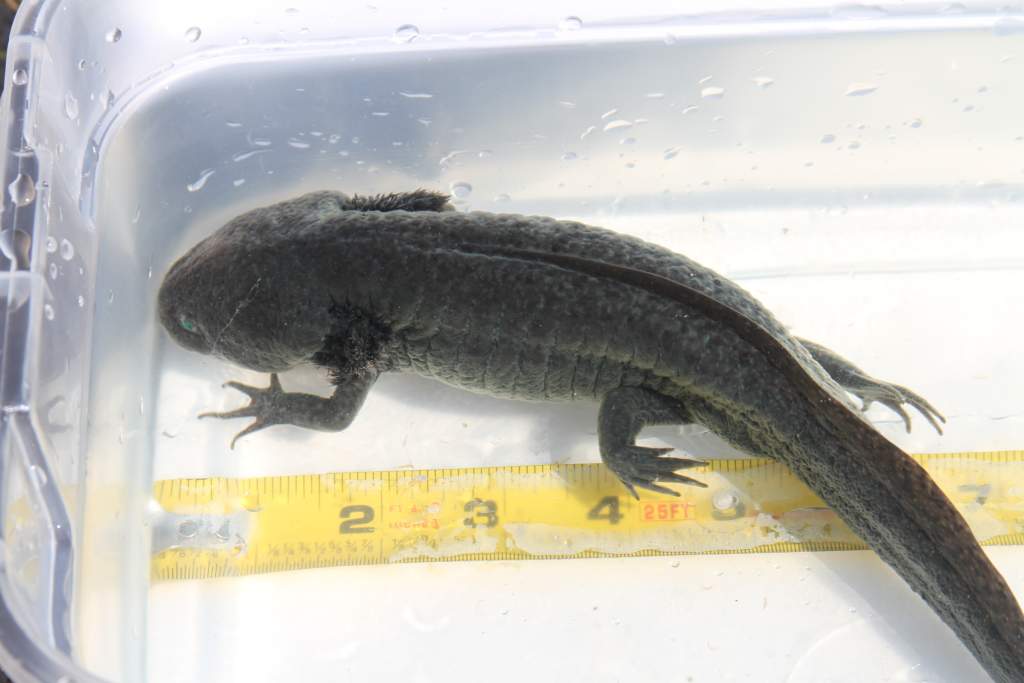 Andre the Giant--male GFP Wildtype.  His coloring has greenish-blue hues.  Gorgeous