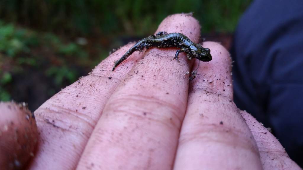 Aneides flavipunctatus or vagrans juvenile
