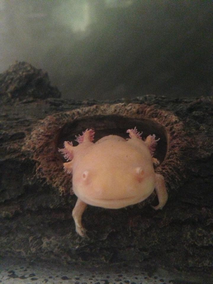 Angel- 15th April- being super cute and coming out of her plastic log when i came upto to her tank.