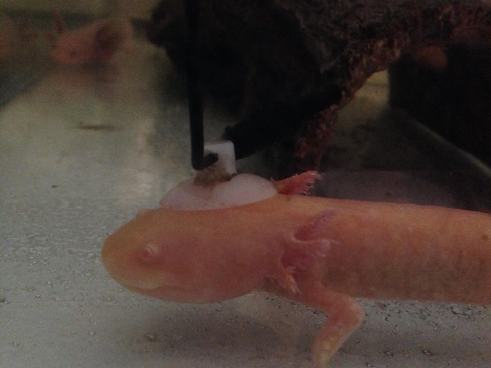 Angel- 15th April-  my themometer came off the wall while i was watching her and she decided to swim under it and look up- it sat on her head and she 