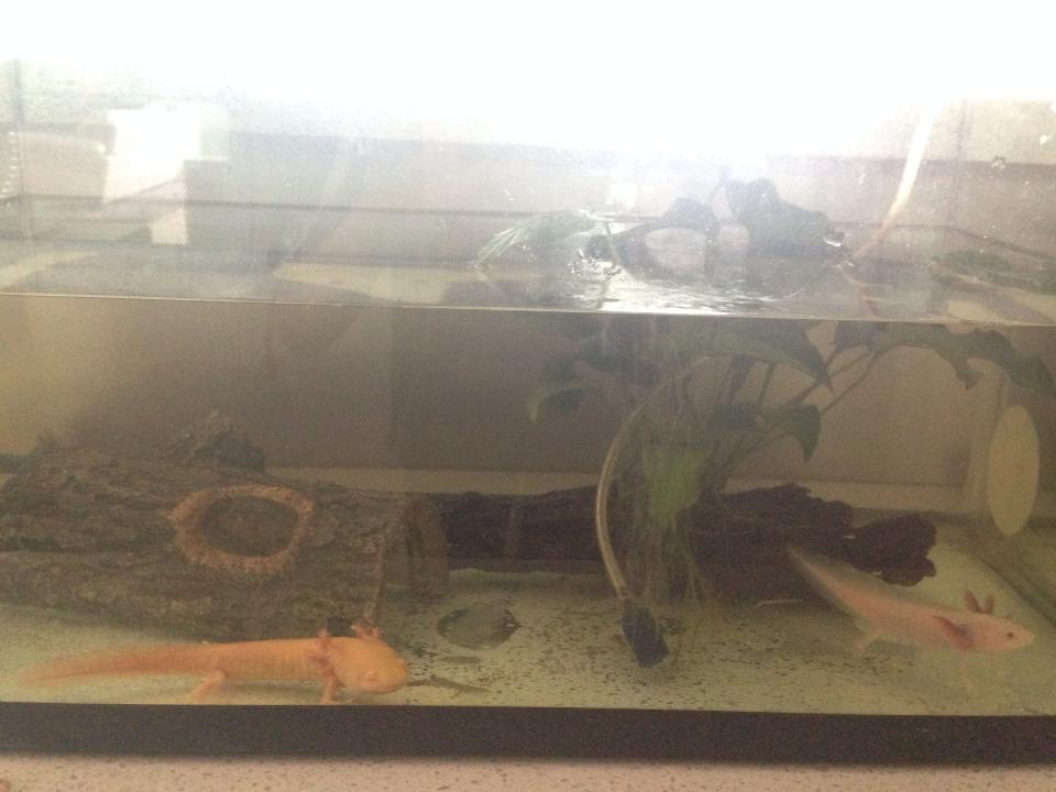 Angel- 15th April- placed her back into little spare tank after i picked her back up from the petshop and added my 3rd axolotl (juvenile leuistic 13cm