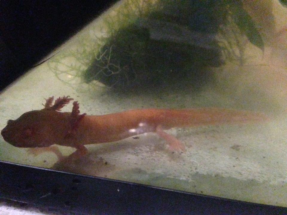 Angel - 23rd April- this picture still breaks my heart :( my poor baby girl :((