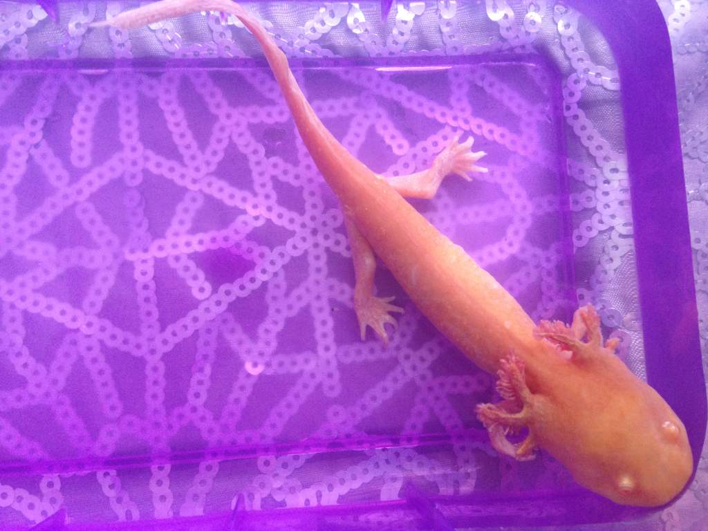 Angel- 29th April - having her salt bath. looking alot better in colour then the photo of her on the 23rd/april.
She ate last night- 28th/april for th